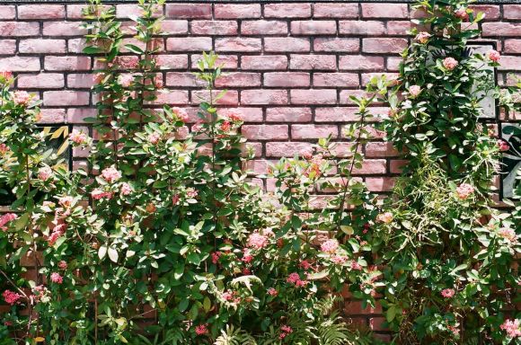 Garden Wall - red and white flowers beside brown brick wall