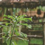 Rain Garden - green plant