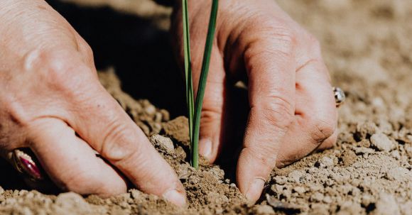 Climate-friendly Gardening - Crop faceless woman planting seedling into soil